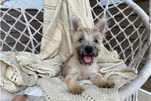 Brent - puppy for sale