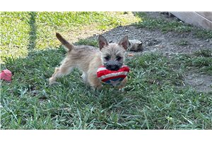 Hallie - Cairn Terrier for sale
