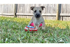 Harris - Cairn Terrier for sale