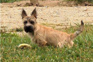 Harold - Cairn Terrier for sale