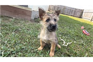 Pico - Cairn Terrier for sale