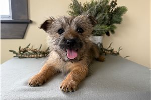 Tracy - puppy for sale