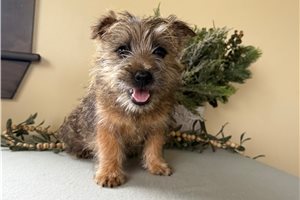 Sebastian - Cairn Terrier for sale