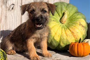 Pascal - Cairn Terrier for sale