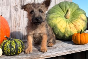 Pico - Cairn Terrier for sale