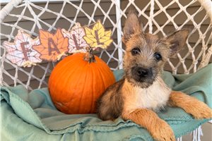 Pluto - Cairn Terrier for sale