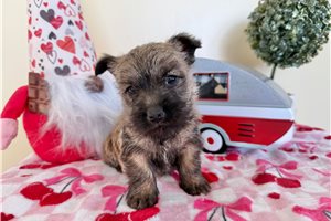 Santiago - Cairn Terrier for sale