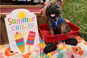 Owen - Cairn Terrier for sale