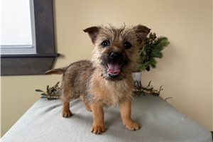 Tyra - Cairn Terrier for sale