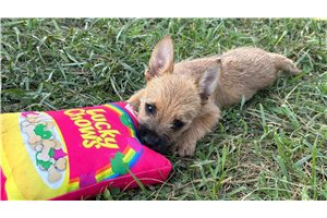 Harper - Cairn Terrier for sale