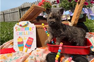 Oxana - Cairn Terrier for sale