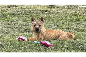 Tyra - Cairn Terrier for sale