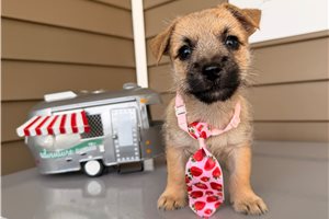 Harris - Cairn Terrier for sale