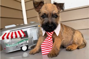 Happy - Cairn Terrier for sale