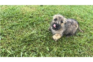 Orea - Cairn Terrier for sale