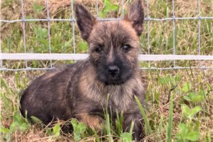 Owen - Cairn Terrier for sale
