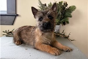 Santiago - Cairn Terrier for sale