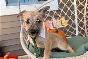 Harris - Cairn Terrier for sale