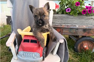 Owen - Cairn Terrier for sale
