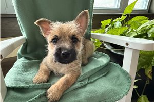 Josephine - puppy for sale