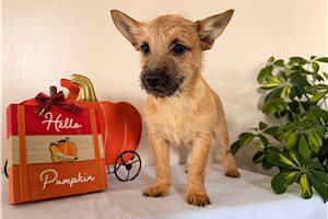 Harper - Cairn Terrier for sale