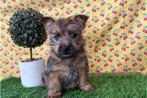 Samuel - puppy for sale
