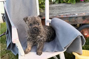 Oxana - Cairn Terrier for sale