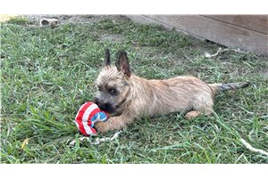 Harold - Cairn Terrier for sale