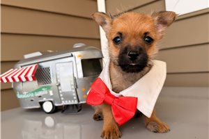 Harper - Cairn Terrier for sale