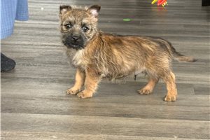 Sebastian - Cairn Terrier for sale