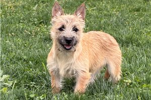 Hallie - Cairn Terrier for sale