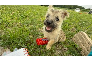 Bart - puppy for sale