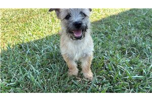 Halo - Cairn Terrier for sale