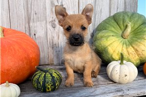Harper - Cairn Terrier for sale