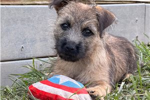 Pascal - Cairn Terrier for sale
