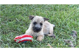 Happy - Cairn Terrier for sale