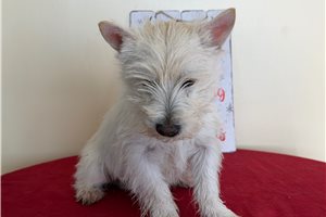 Jazz - Cairn Terrier for sale