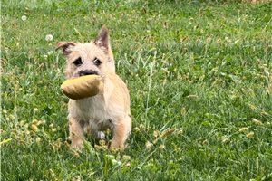 Harris - Cairn Terrier for sale
