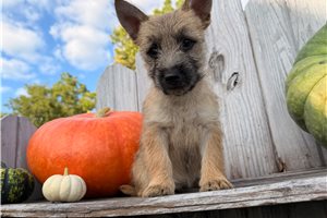 Hallie - Cairn Terrier for sale