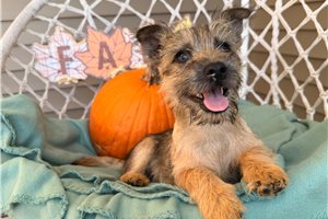 Pico - Cairn Terrier for sale