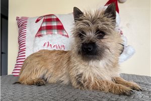 Bethany - Cairn Terrier for sale