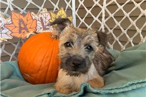 Pascal - Cairn Terrier for sale