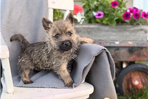 Nico - Cairn Terrier for sale