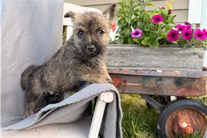 Orea - Cairn Terrier for sale