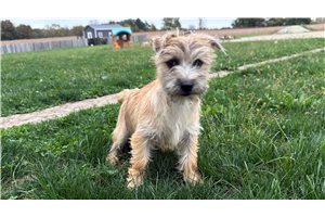 Halo - Cairn Terrier for sale