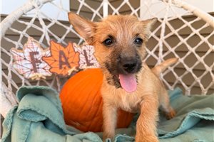 Harper - Cairn Terrier for sale