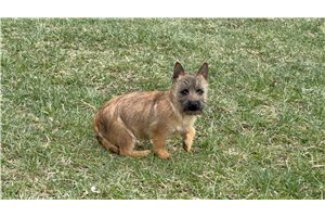 Santiago - Cairn Terrier for sale
