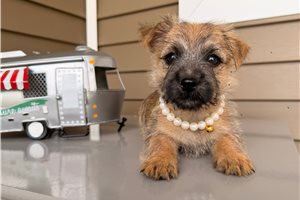 Hallie - Cairn Terrier for sale