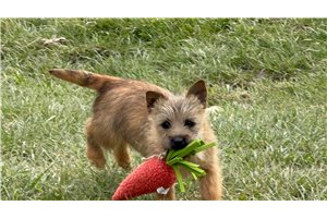 Tyra - Cairn Terrier for sale