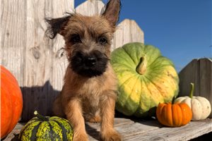 Harold - Cairn Terrier for sale